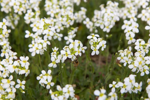 small white spring flowers and bee on it