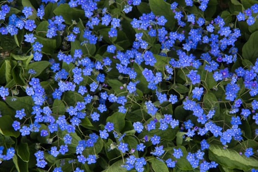 Background from small blue flowers in spring