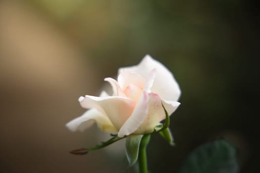 Roses in the garden, Roses are beautiful with a beautiful sunny day.