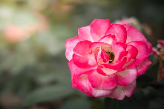 Roses in the garden, Roses are beautiful with a beautiful sunny day.