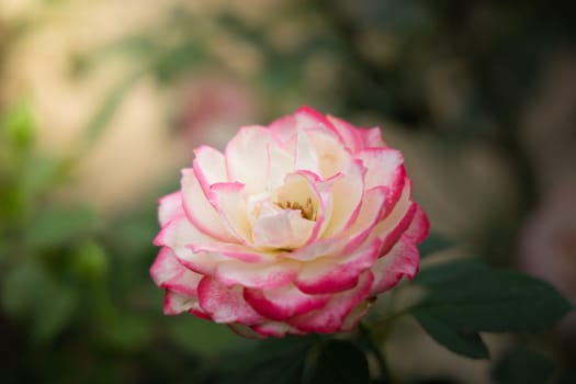 Roses in the garden, Roses are beautiful with a beautiful sunny day.