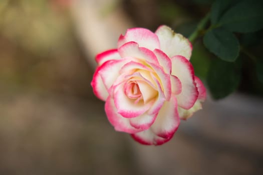 Roses in the garden, Roses are beautiful with a beautiful sunny day.
