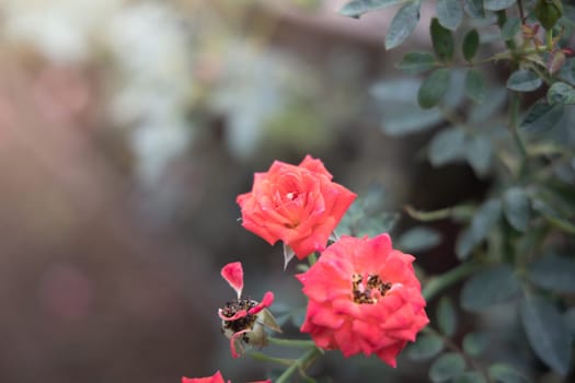 Roses in the garden, Roses are beautiful with a beautiful sunny day.