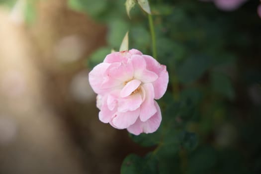 Roses in the garden, Roses are beautiful with a beautiful sunny day.