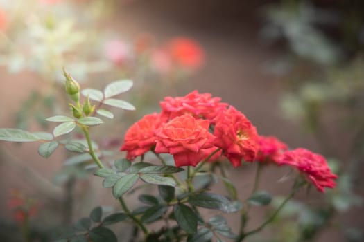 Roses in the garden, Roses are beautiful with a beautiful sunny day.