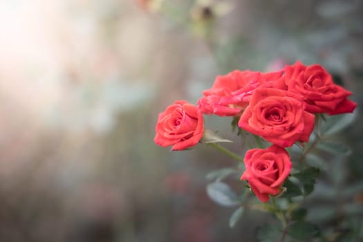 Roses in the garden, Roses are beautiful with a beautiful sunny day.