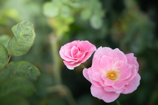 Roses in the garden, Roses are beautiful with a beautiful sunny day.