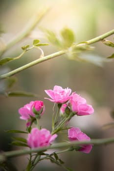 Roses in the garden, Roses are beautiful with a beautiful sunny day.