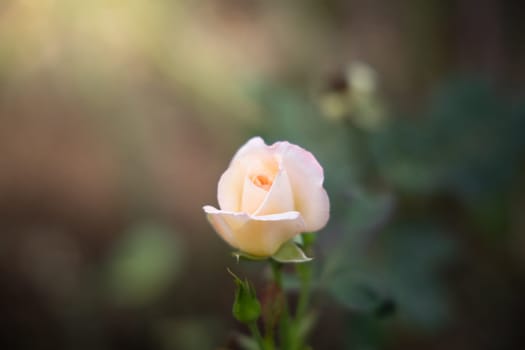 Roses in the garden, Roses are beautiful with a beautiful sunny day.