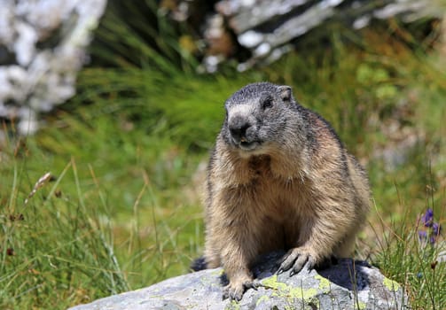 Alpine marmot Marmota marmota seen from the front