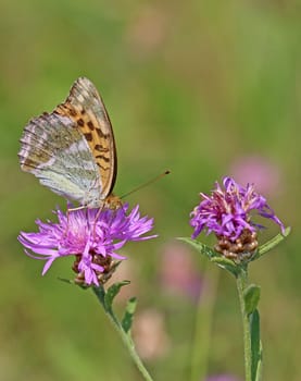 Emperor mantle Argynnis paphia on meadow flake flower Centaurea jacea