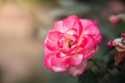 Roses in the garden, Roses are beautiful with a beautiful sunny day.