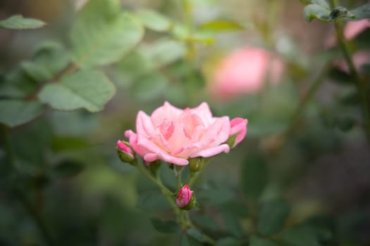 Roses in the garden, Roses are beautiful with a beautiful sunny day.