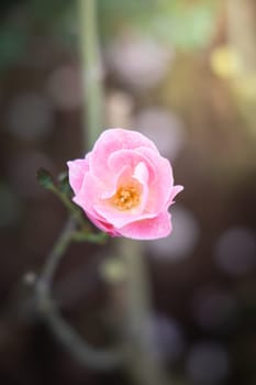 Roses in the garden, Roses are beautiful with a beautiful sunny day.
