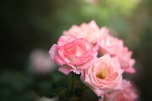 Roses in the garden, Roses are beautiful with a beautiful sunny day.