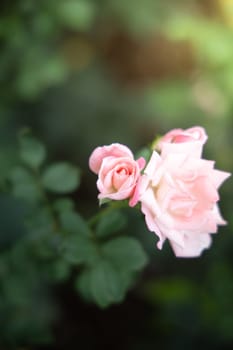 Roses in the garden, Roses are beautiful with a beautiful sunny day.