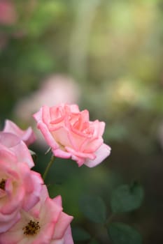 Roses in the garden, Roses are beautiful with a beautiful sunny day.