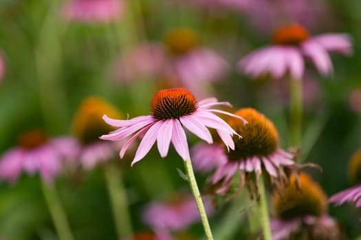 Head from a beautiful Echinacea Flower in Detail
