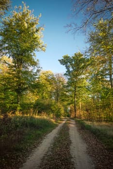 Scenic landscape with trees in forest in autumn.