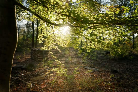 Scenic landscape with trees in forest in autumn.