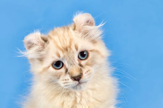 Pedigree cat American Curl (Felis silvestris catus),animal portrait,shorthair,blue tabby point,10 weeks