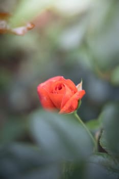Roses in the garden, Roses are beautiful with a beautiful sunny day.