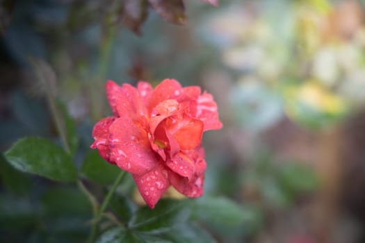 Roses in the garden, Roses are beautiful with a beautiful sunny day.