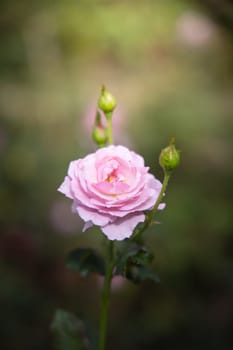 Roses in the garden, Roses are beautiful with a beautiful sunny day.