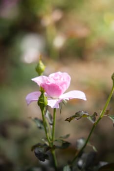 Roses in the garden, Roses are beautiful with a beautiful sunny day.