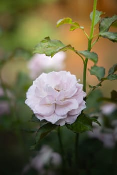 Roses in the garden, Roses are beautiful with a beautiful sunny day.