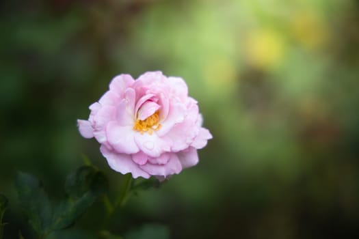 Roses in the garden, Roses are beautiful with a beautiful sunny day.