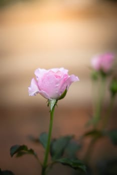 Roses in the garden, Roses are beautiful with a beautiful sunny day.