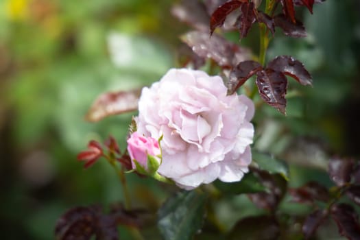 Roses in the garden, Roses are beautiful with a beautiful sunny day.