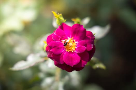 Roses in the garden, Roses are beautiful with a beautiful sunny day.