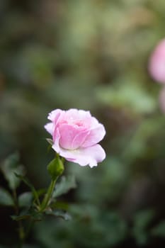 Roses in the garden, Roses are beautiful with a beautiful sunny day.
