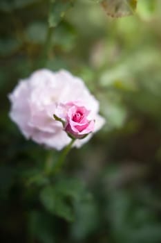 Roses in the garden, Roses are beautiful with a beautiful sunny day.