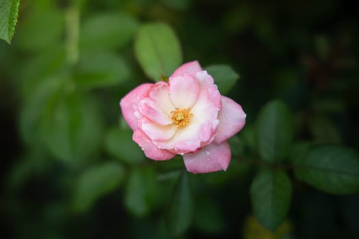 Roses in the garden, Roses are beautiful with a beautiful sunny day.