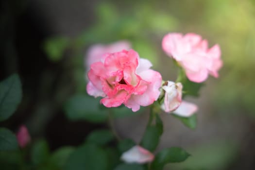 Roses in the garden, Roses are beautiful with a beautiful sunny day.
