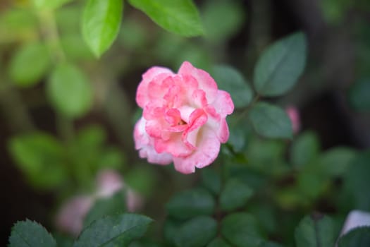 Roses in the garden, Roses are beautiful with a beautiful sunny day.