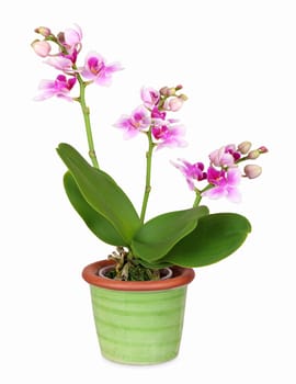 Miniature phalaenopsis orchid in green ceramic planter with white background.
