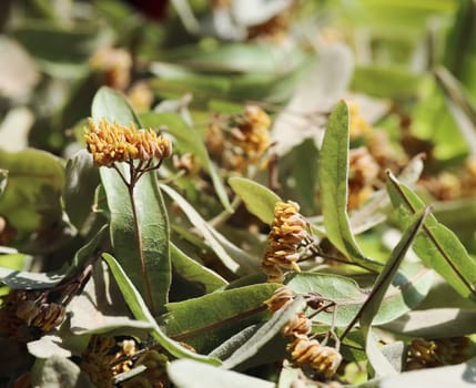 Freshly dried lime blossoms for the winter as a cold tea.