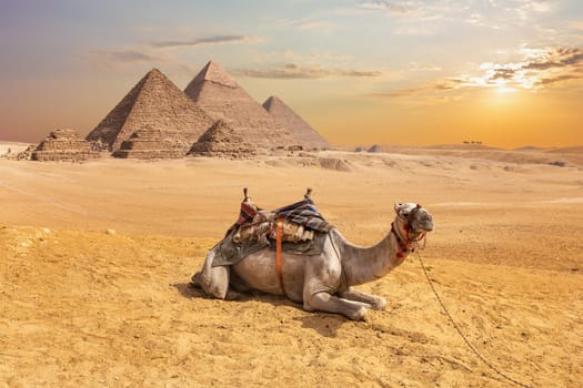 Cute camel in front of the Egyptian Pyramids, Giza desert.