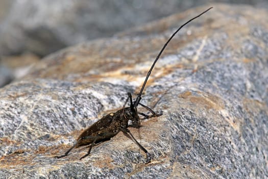 Longhorn buck or tailor's buck Monochamus sartor from the Felbertal near Mittersill
