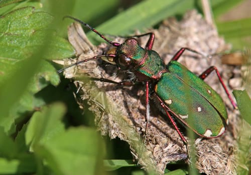 Sandpiper Cicindela campestris from the Felbertal near Mittersill