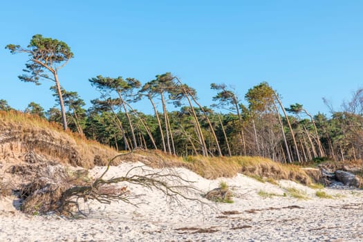 Pine forest on the German Baltic coast with dunes, grass and sand