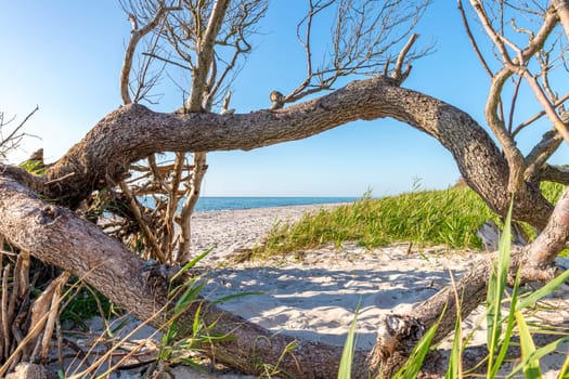 Pine forest on the German Baltic coast with dunes, grass and sand