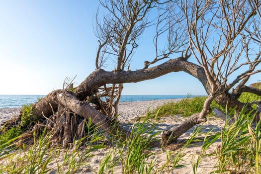 Pine forest on the German Baltic coast with dunes, grass and sand