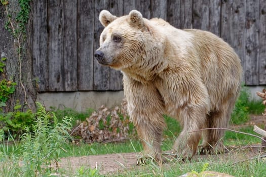 sieric bear