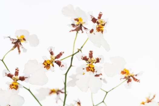 White Oncidium dancing lady orchids