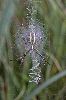 Underside of a wasp spider (Argiope bruennichi)